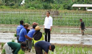 TINJAU LAHAN PERTANIAN : Gubernur Kalteng, Sugianto Sabran mendampingi Presiden Republik Indonesia (RI), Joko Widodo berkunjung ke lokasi kedua, lahan pertanian di Desa Bapeang Kecamatan Mentawa Baru Ketapang Kabupaten Kotawaringin Timur, Rabu (26/6/2024). (foto:mmc)