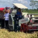 PANEN RAYA : Gubernur Kalimantan Tengah (Kalteng), Agustiar Sabran melaksanakan panen raya padi di Desa Pantik, Kecamatan Pandih Batu, Kabupaten Pulang Pisau (Pulpis), Senin (7/4/2025). (foto:ist)