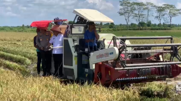 PANEN RAYA : Gubernur Kalimantan Tengah (Kalteng), Agustiar Sabran melaksanakan panen raya padi di Desa Pantik, Kecamatan Pandih Batu, Kabupaten Pulang Pisau (Pulpis), Senin (7/4/2025). (foto:ist)
