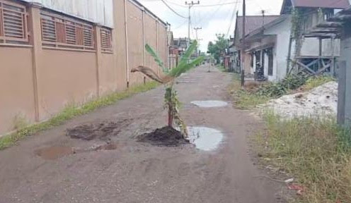 Warga Perintis Permai, Kota Palangka Raya tanam pohon pisang di jalan rusak sebagai bentuk protes (Foto : Ist)