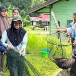 Kegiatan panen bibit ikan di BPBAT Lahei, Kabupaten Barito Utara (Foto : Ist)