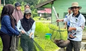 Kegiatan panen bibit ikan di BPBAT Lahei, Kabupaten Barito Utara (Foto : Ist)