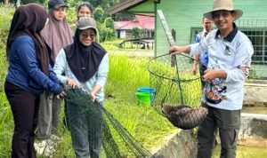 Kegiatan panen bibit ikan di BPBAT Lahei, Kabupaten Barito Utara (Foto : Ist)