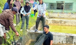Panen bibit ikan di BPBAT Lahei, Kabupaten Barito Utara (Foto : Ist)